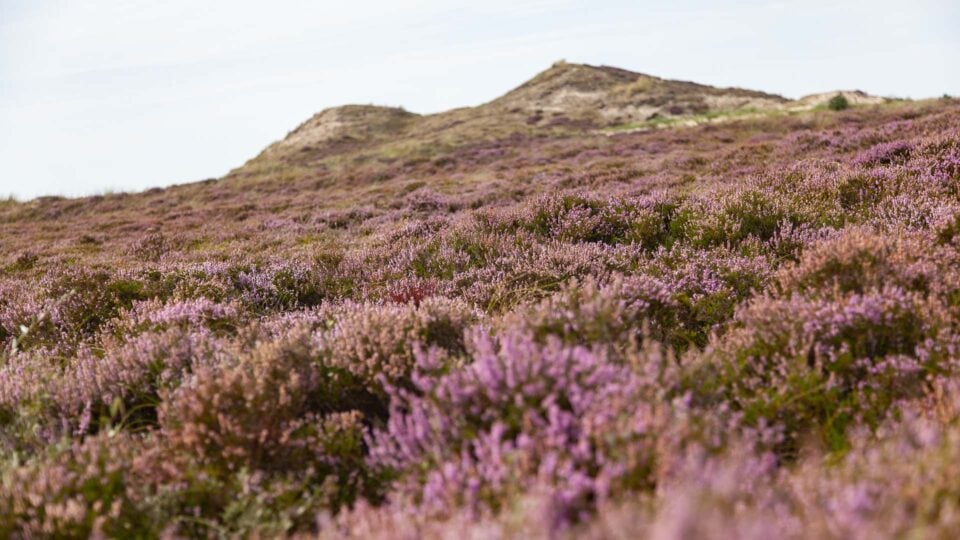 Isac Schwarzbaum in der Lüneburger Heide: Lila Landschaften zur Blütezeit